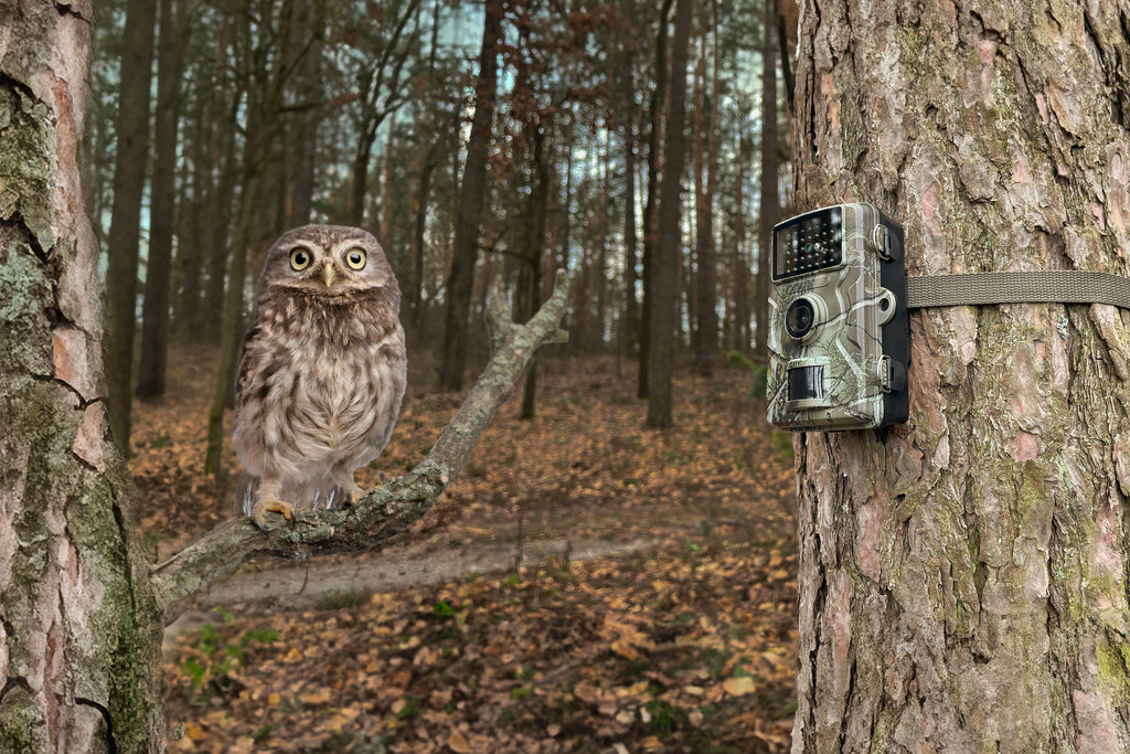 Wildcam 1080p TX-256