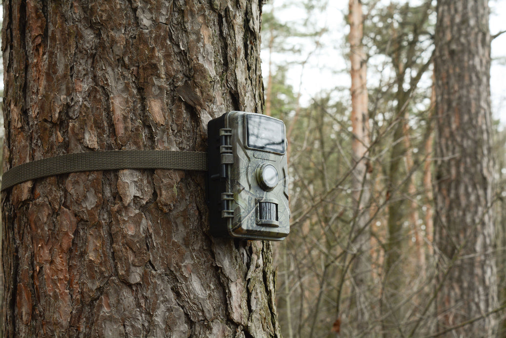 Wildcam 1080p TX-256