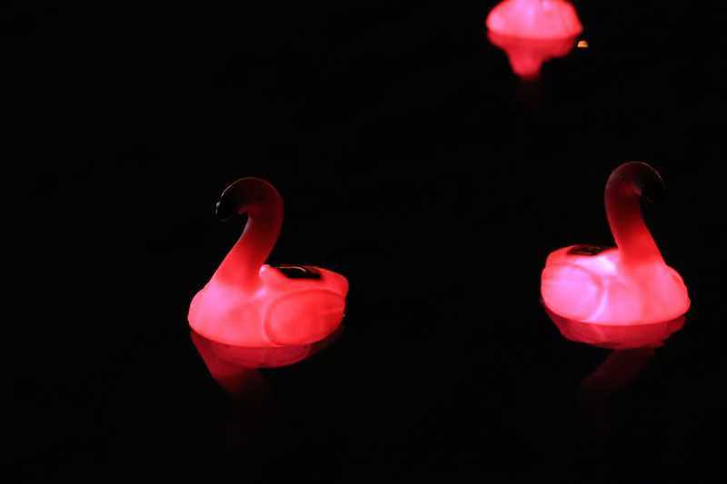 LED Chlordosierer Flamingo